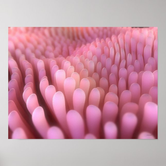 Intestinal Villi 2 Poster (Framsidan)