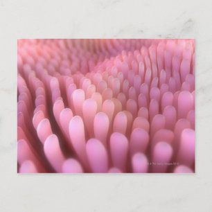 Intestinal Villi 2 Vykort
