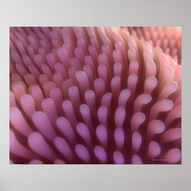 Intestinal Villi Poster (Framsidan)