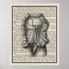 Intestines Anatomy Art Print #8 Medical Decor Poster