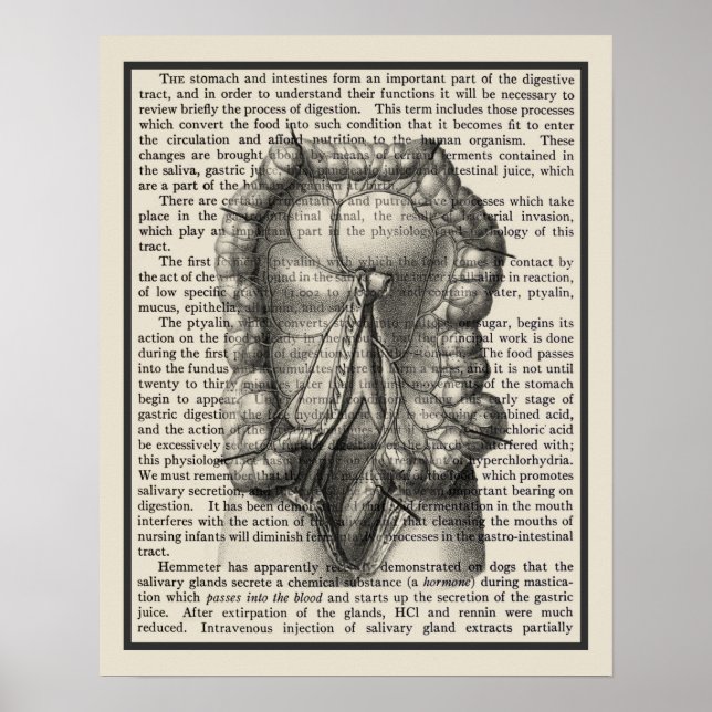 Intestines Anatomy Art Print #8 Medical Decor Poster (Framsidan)