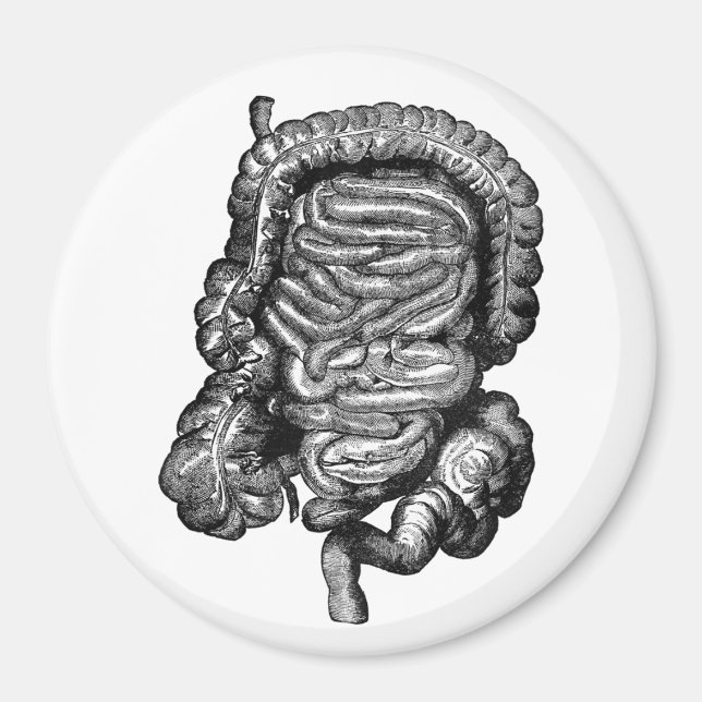 INTESTINES DIAGRAM-VINTAGE MAGNET (Framsidan)