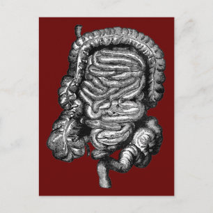 INTESTINES DIAGRAM-VINTAGE VYKORT