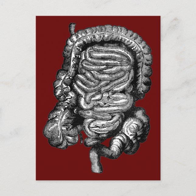 INTESTINES DIAGRAM-VINTAGE VYKORT (Framsida)