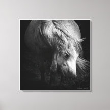 Intill Light - Dartmoor Pony, bra art