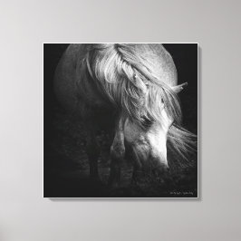 Intill Light - Dartmoor Pony, bra art Canvastryck