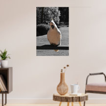 Intressant Sulphur-Crested Kakadu-poster