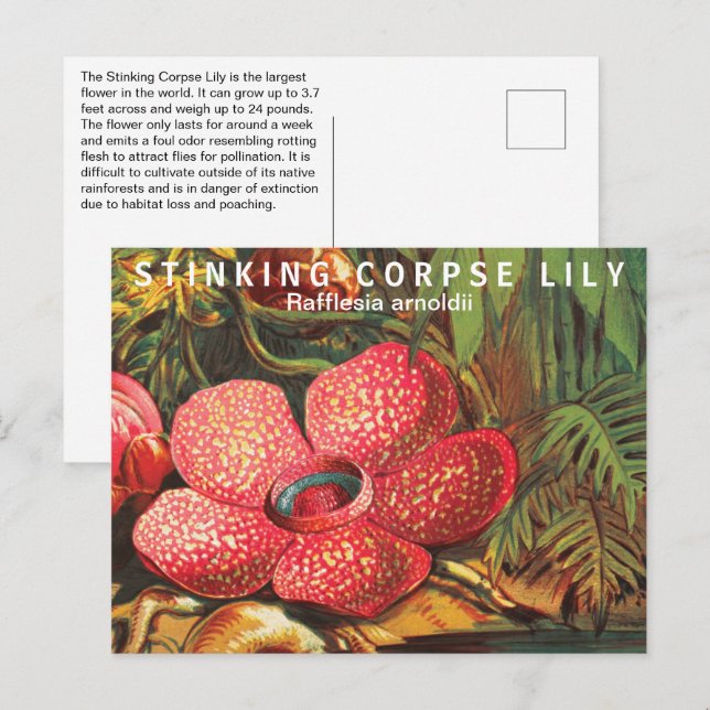 Intressanta fakta Största blomman Vykort (Fram/baksida)