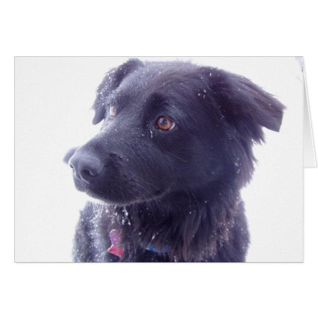 Intresserad blick hälsningskort (Framsidan Horizontal)