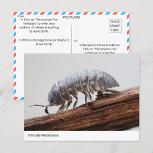 Intricate Woodlouse on Bark - Naturens marvel Vykort