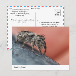 Intriguerande jumping Spider Close-Up-vykort Vykort