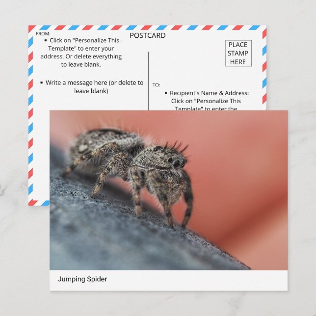 Intriguerande jumping Spider Close-Up-vykort Vykort (Fram/baksida)