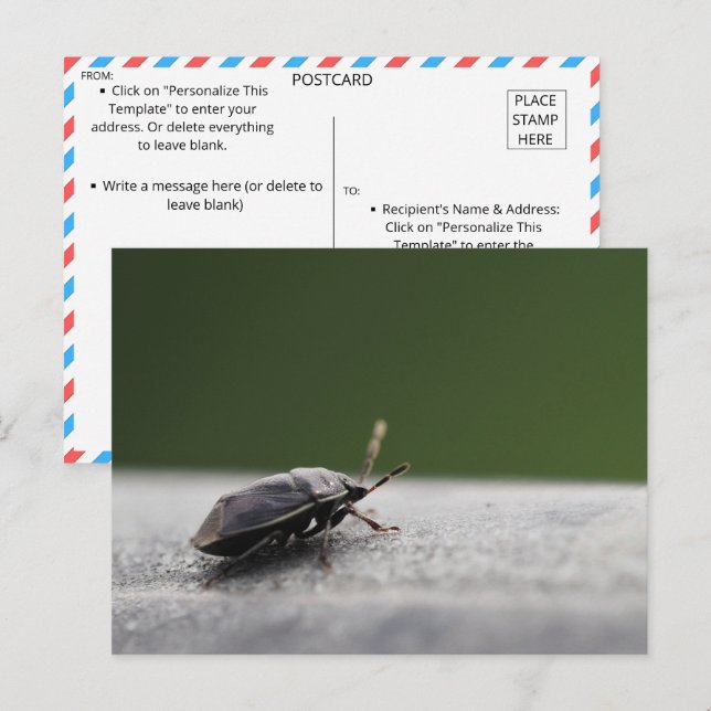 Intriguering av makro Shot av en stink Kryp - natu Vykort (Fram/baksida)