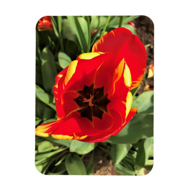 Inuti Banja Luka Tulip, Oregon Magnet (Vertikal)