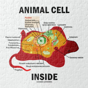Inuti djurcell (biologi, Eukaryotisk cell) Pussel