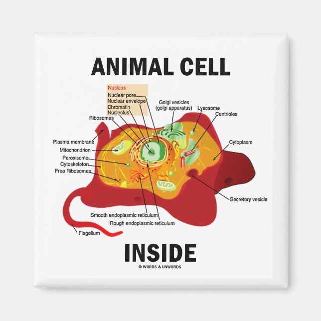 Inuti djurcell (Eukaryote Cell Biology) Magnet (Framsidan)