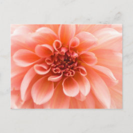 Inuti en Dahlia Flower Vykort