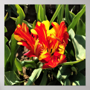 Inuti en Flaming Parrot Tulip Poster