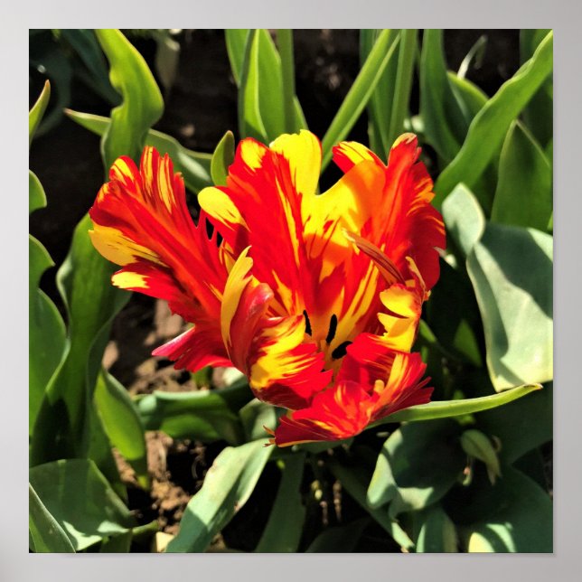 Inuti en Flaming Parrot Tulip Poster (Framsidan)