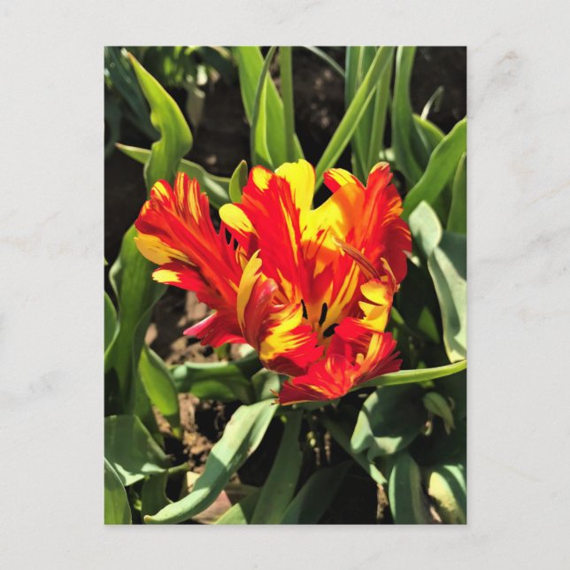 Inuti en Flaming Parrot Tulip Vykort (Framsida)