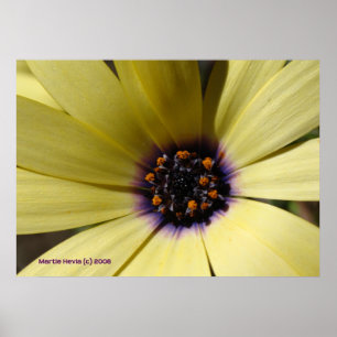Inuti en Gult-Daisy Poster