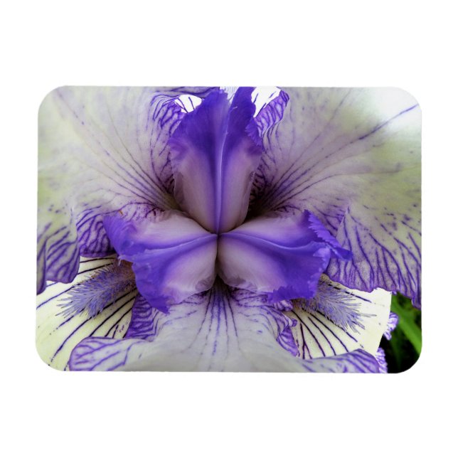 Inuti en iris magnet (Horisontell)