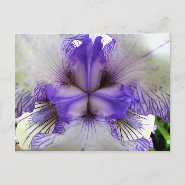 Inuti en iris vykort (Framsida)