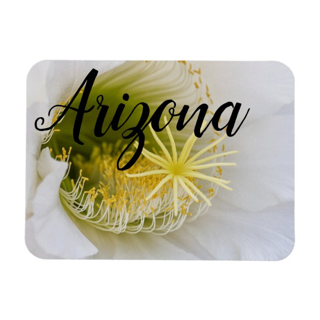 Inuti en vit kaktus i bloom, Arizona Magnet (Horisontell)