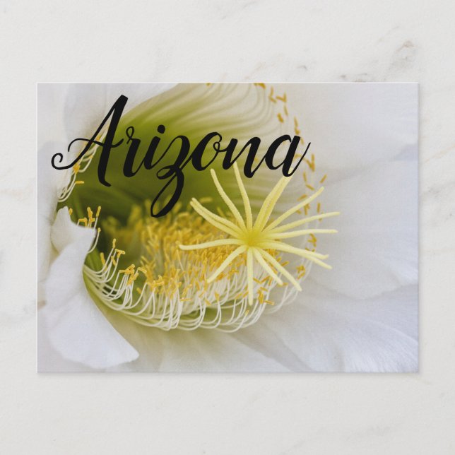 Inuti en vit kaktus i bloom, Arizona Vykort (Framsida)