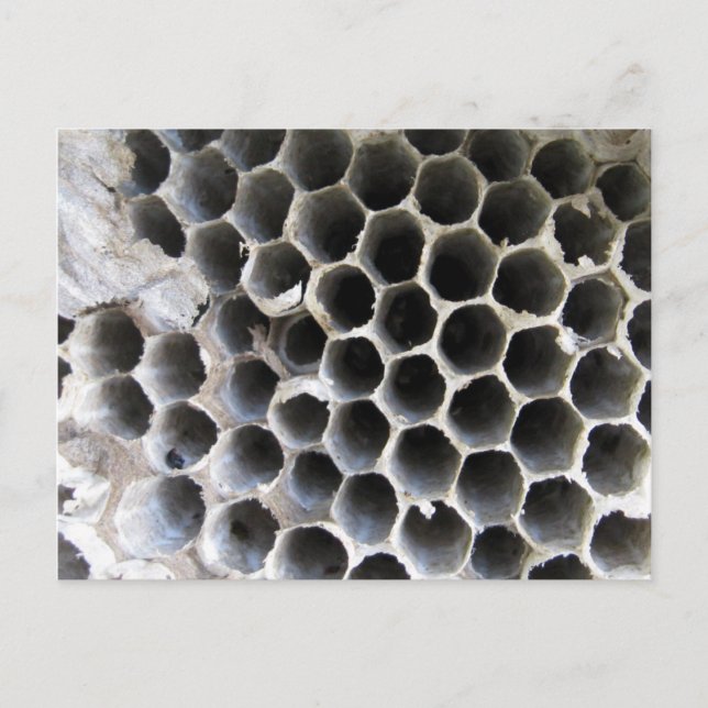 Inuti Hive Vykort (Framsida)