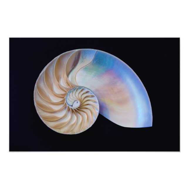 Inuti Nautilus Fototryck (Framsidan)