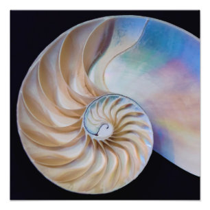Inuti Nautilus Fototryck