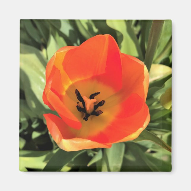 Inuti Orange Tulip Magnet (Framsidan)