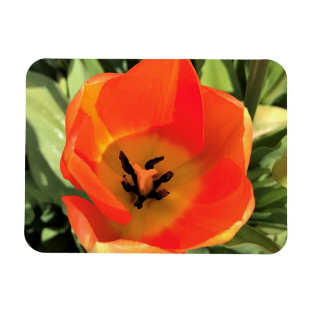 Inuti Orange Tulip Magnet (Horisontell)