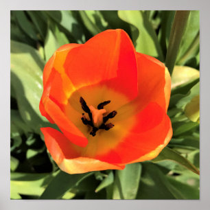 Inuti Orange Tulip Poster