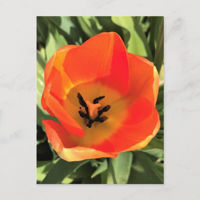 Inuti Orange Tulip Vykort (Framsida)
