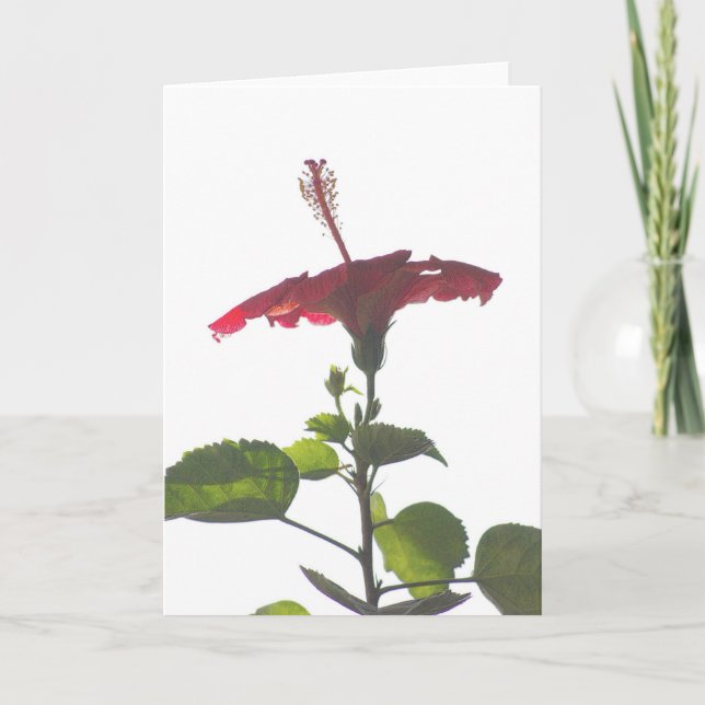 Inuti Red Hibiscus, i ljus Kort (Framsida)