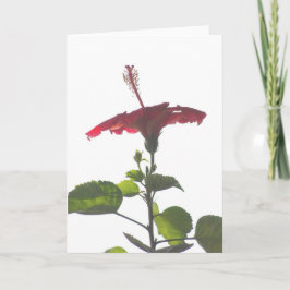 Inuti Red Hibiscus, i ljus Kort