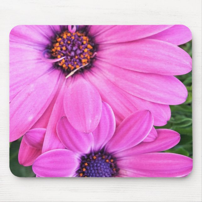 Inuti Rosa Lila Gerbera Daisy Flower Natur Musmatta (Framsidan)