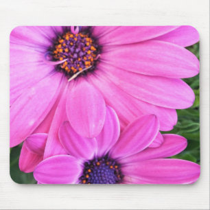 Inuti Rosa Lila Gerbera Daisy Flower Nature Musmatta