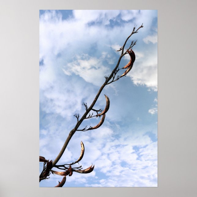 invasiv perrenial japanese Knotweanläggning Poster (Framsidan)