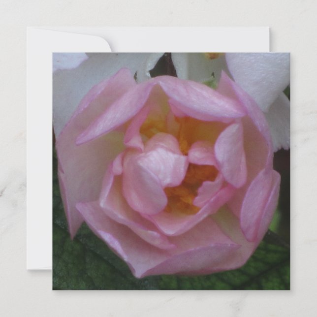 Invitación - Fiesta Cumpleaños - La Rosa Rosa Inbjudningar (Framsida)