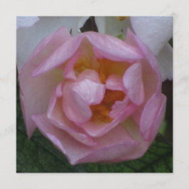 Invitación - Fiesta Cumpleaños - La Rosa Rosa Inbjudningar