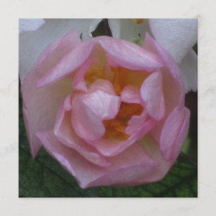 Invitación - Fiesta Cumpleaños - La Rosa Rosa Inbjudningar