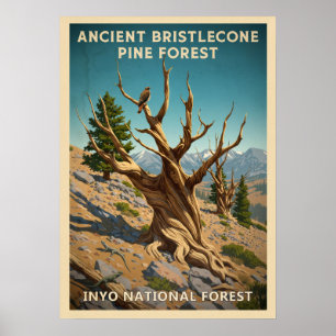 Inyo - Ancient Bristlecone Gräs Forest V01 Poster