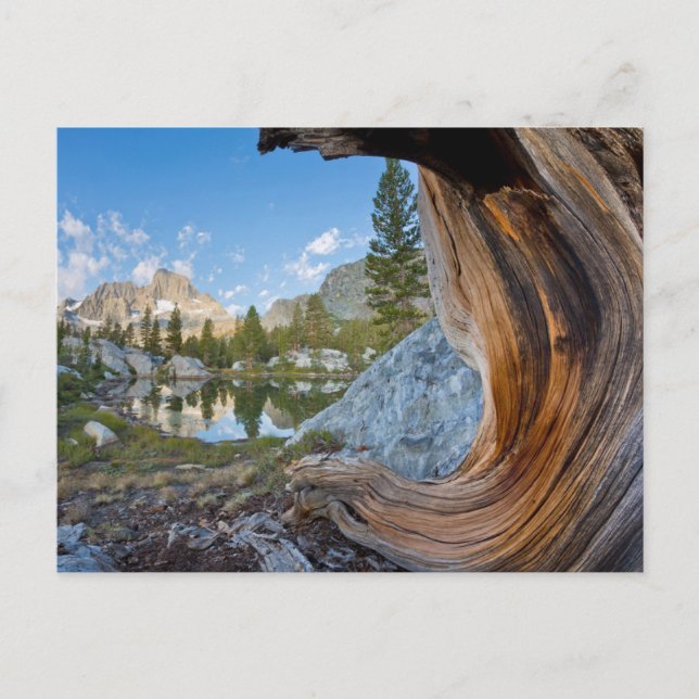 Inyo National Forest, Kalifornien Vykort (Framsida)