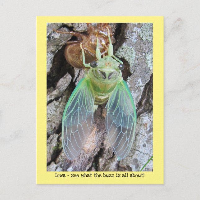 Iowa Cicada från snäcka Vykort (Framsida)