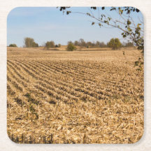 Iowa Cornfield Panorama Photo