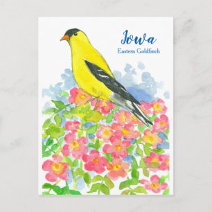 Iowa Östra Goldfinch Rosa Vild Ro Vykort