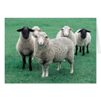 Iowa Sheep Hälsningskort